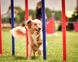 Chien roux plein d'agilité navigue entre des poteaux rouges et bleus lors d'une compétition d'agility.