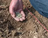 Main d'une personne tenant des graines de petit pois, prête à les semer dans la terre. Le printemps est là, le moment idéal quand semer petit pois.