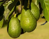 Trois avocats verts et texturés pendent d'un avocatier de 5 ans, entourés de feuilles luxuriantes.