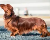 Un magnifique chien poilu, un teckel à poil long, se tient fièrement sur un chemin de gravier, le museau levé vers le ciel.