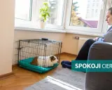Kobieta obserwuje świnkę morską w klatce. Cierpliwość i spokój to klucz do tego, jak oswoić świnkę morską.