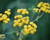 Grappes de fleurs jaunes d'hélichryse italienne, connues pour leurs nombreux bienfaits.