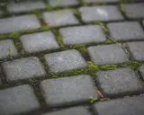 Zielony mech porasta szczeliny między szarymi kostkami brukowymi, tworząc naturalny dywan.