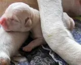 Nowiutkie szczenięta, jedno z nich ma widoczny pępek u psa, śpią wtulone w siebie i mamę.