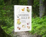 En bok om skogens guld, med bilder på kantareller och andra goda matsvampar.