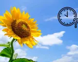 Un tournesol éclatant sous un ciel bleu, avec une icône d'horloge et un point d'interrogation. Quand planter tournesol ?