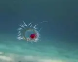 Una medusa bioluminescente fluttua nell'oscurità oceanica, un piccolo gioiello di vita media medusa.