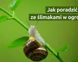 Ślimaki w ogrodzie? Opanuj inwazję! Bezpiecznie dla dzieci i zwierząt