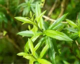 Feuilles vertes et lumineuses de verveine citronnelle, dégageant un parfum frais et vivifiant.