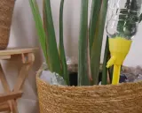 Sistema de riego automático para regar plantas en vacaciones. Una botella de agua con un gotero amarillo se inserta en una maceta de mimbre.