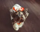 Urocza suczka rasy Yorkshire Terrier w pomarańczowo-białej kokardce. Czy to najładniejsze imię dla suczki?