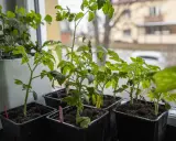 Små tomatplantor i svarta krukor på fönsterbrädan, redo att vattna tomater underifrån för att främja stark tillväxt.