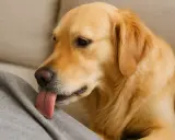 Un golden retriever lèche un tissu gris. Peut-être qu'il se demande pourquoi mon chien lèche les tissus, cherchant une explication à ce comportement.
