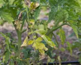Feuilles de tomate jaunies et desséchées, signes d'un mildiou agressif. Les tomates vertes sont encore visibles.
