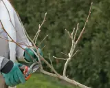 Gants verts et sécateur pour la taille d'un kaki arbre.