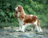 Uroczy Cavalier King Charles Spaniel, idealny pies dla dzieci, z rudymi i białymi łatami, stoi na kamienistej ścieżce wśród zieleni.