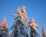 Snötäckta träd i Lappland, Sverige, badar i solnedgångens varma ljus mot en klarblå himmel.