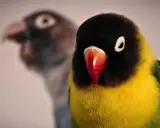Due pappagalli inseparabili, uno giallo e nero in primo piano, l'altro sfocato sullo sfondo. Il loro comportamento è affascinante.
