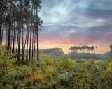 Poranek w jednym z najpiękniejszych lasów w Polsce. Wysokie sosny, młode drzewka i barwne niebo tworzą magiczny krajobraz.