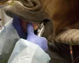 Pferd wird zahnärztlich behandelt. Gute Zahnpflege erhöht die eotrh lebenserwartung.
