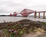 El icónico puente de Forth se alza majestuoso sobre el agua, con sus característicos arcos rojos. En primer plano, flores moradas y ramas secas añaden un toque de naturaleza a la escena.