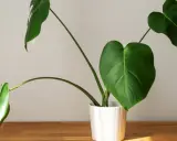 Monstera w białej doniczce na drewnianym blacie. Zastanawiasz się, dlaczego monstera nie ma dziur? To młoda roślina, która dopiero zaczyna rozwijać swoje charakterystyczne liście.