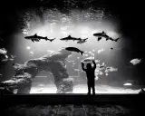Silueta de niño maravillado ante tiburones y peces en el acuario Santander.