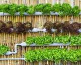 Variedad de lechugas en un sistema de cultivo hidropónico casero, montado sobre una pared de bambú.