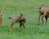 Tre camosci pascolano in un prato fiorito, un'immagine che evoca la pace del **park zoo Poppi**.