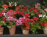Macizo de geranios en macetas de terracota, con flores rojas, rosas y blancas, creando un vibrante tapiz floral.