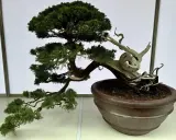 Piękny jałowiec bonsai, idealny przykład jak zacząć przygodę z miniaturowymi drzewkami.