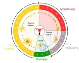 Cykl menstruacyjny: owulacja ok. 14 dnia, a okres zazwyczaj ok. 14 dni po owulacji.