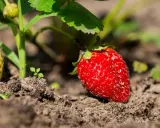 Reife und unreife Erdbeeren wachsen im Boden. Ein perfekter Moment, um zu lernen, wie man Erdbeeren vermehrt.