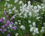 Un parterre de fleurs sauvages, avec des grappes de monnaie du pape blanches et violettes, se mêlant à des marguerites.