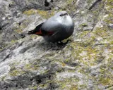 Kleiner Vogel mit roten Flügeln auf moosbewachsenem Felsen bei der Foz de Lumbier.