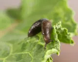 Une limace brune se déplace sur une feuille de laitue verte. Apprenez comment se débarrasser des limaces pour protéger votre jardin.