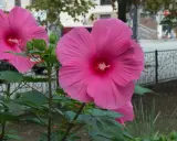Hibiscus à grandes fleurs roses, prêtes à éclore. L'entretien facile de ces beautés assure une floraison spectaculaire.