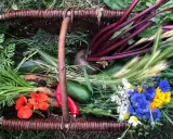 Korb mit frischem Gemüse: Rote Bete, Karotten, Zucchini, Kräuter und bunte Blumen.