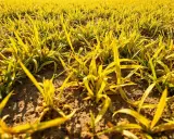 Champ de jeunes pousses jaunies par le soleil. Que faire pour sauver cette pelouse jaune ?
