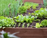 Un potager en carré avec un tableau association légumes : oignons, épinards, radis, laitues et persil prospèrent.
