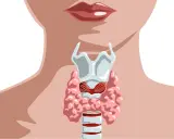 Anatomia szyi z widocznym krtanią i tarczycą. ft3.