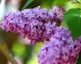 Close-up of delicate purple lilac blossoms, showcasing the intricate beauty of different types of lilacs in soft focus.