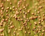 A field of dried flax seed pods, ready for harvest. These pods will yield the valuable flax fiber used for textiles and linen.