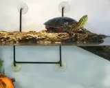 Wyspa dla żółwia DIY: Zbuduj idealną i bezpieczną oazę!