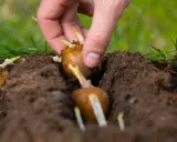 Main d'une personne plantant une pomme de terre germée dans la terre. Les germes blancs et violets sont visibles.