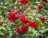 Grappes de baies rouges vives, comme une taille boule de neige, sur un arbuste aux feuilles vertes et pourpres.