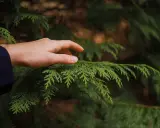 Dłoń dotyka gałęzi tui. Pamiętaj, że kara za wycięcie tui bez zezwolenia może być surowa.