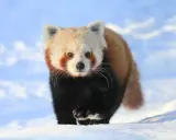 Mała panda w śniegu, jakby spacerowała po polskich górach.
