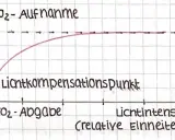 Diagramm zeigt die Abhängigkeit der Fotosynthese von außenfaktoren: CO₂-Aufnahme steigt mit Lichtintensität bis zum Sättigungspunkt.