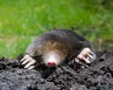 A mole emerges from the soil, its large claws ready to dig, a common cause of mole damage in yards.